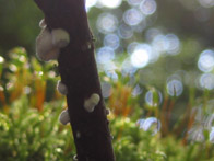 &copy; Zierfischfreunde Immenhausen-Holzhausen